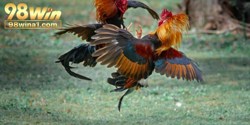 Bí quyết tham gia đỉnh cao từ các chuyên gia 
