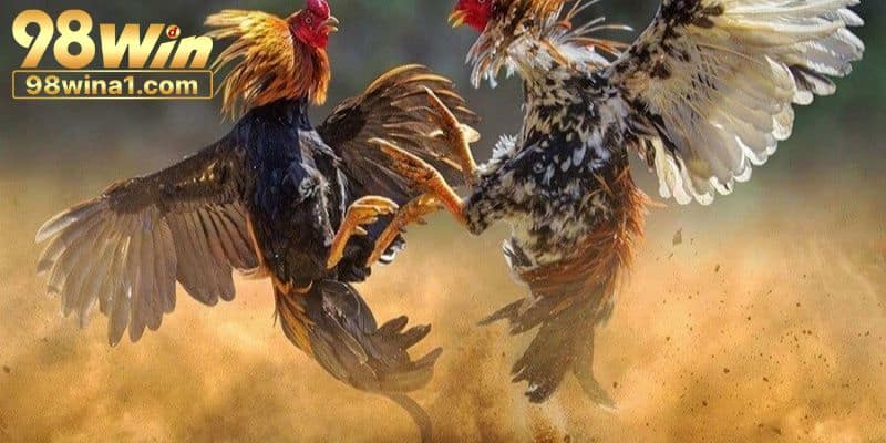 Chọi gà cựa dao được nhiều người yêu thích tại 98win