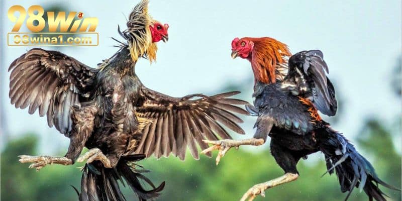 Luật chơi cơ bản do nhà cái 98win ban hành 